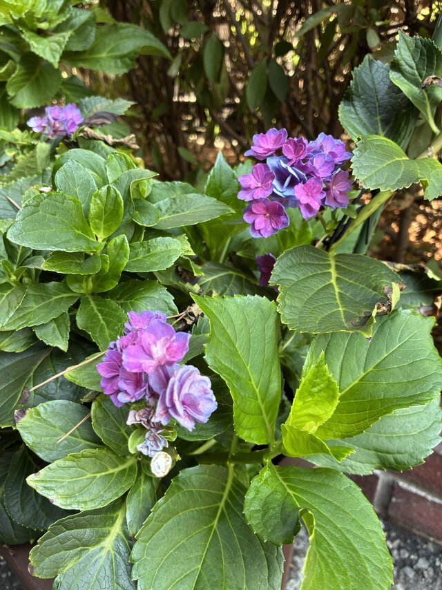 季節外れの紫陽花】スーパーコート高石羽衣で、もう一度咲いた奇跡の