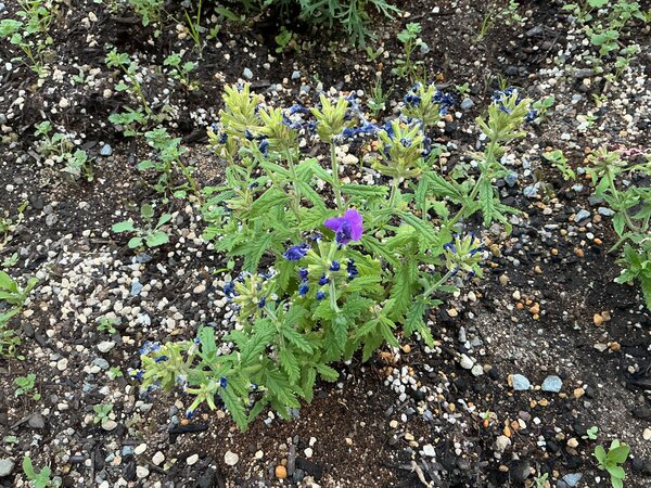 IMG_0714.jpeg