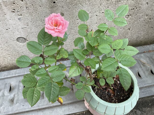 https://www.supercourt.jp/blog/takaishi/IMG_0842%5B1%5D.jpg