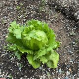 IMG_0711.jpeg