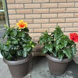 スーパーコート高石羽衣の玄関前に並ぶ、鮮やかな黄色と赤のハイビスカスの鉢植え。レンガ調の壁を背景に、青々とした葉と大輪の花が咲いている様子。