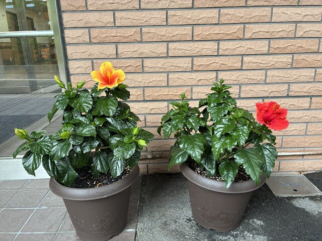 スーパーコート高石羽衣の玄関前に並ぶ、鮮やかな黄色と赤のハイビスカスの鉢植え。レンガ調の壁を背景に、青々とした葉と大輪の花が咲いている様子。