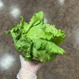 IMG_0825.jpeg
