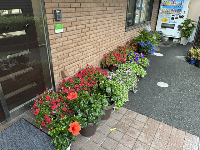 alt="スーパーコート高石羽衣の玄関前の軒下に一列に避難させられた、ハイビスカスやペチュニア、アジサイなどの色鮮やかな花の植木鉢"