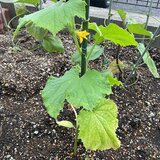 IMG_0946.jpeg