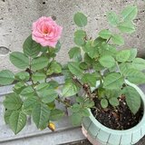 スーパーコート高石羽衣の鉢植えで、一度しおれた状態から見事に復活して綺麗に開花した1輪のピンクのミニバラ