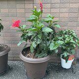 スーパーコート高石羽衣の屋外に飾られた、暑さ対策の黒いフラワースタンドに乗った赤いハイビスカスの鉢植え
