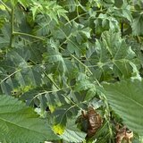緑色の鮮やかな葉にしがみついている、2つのセミの抜け殻
