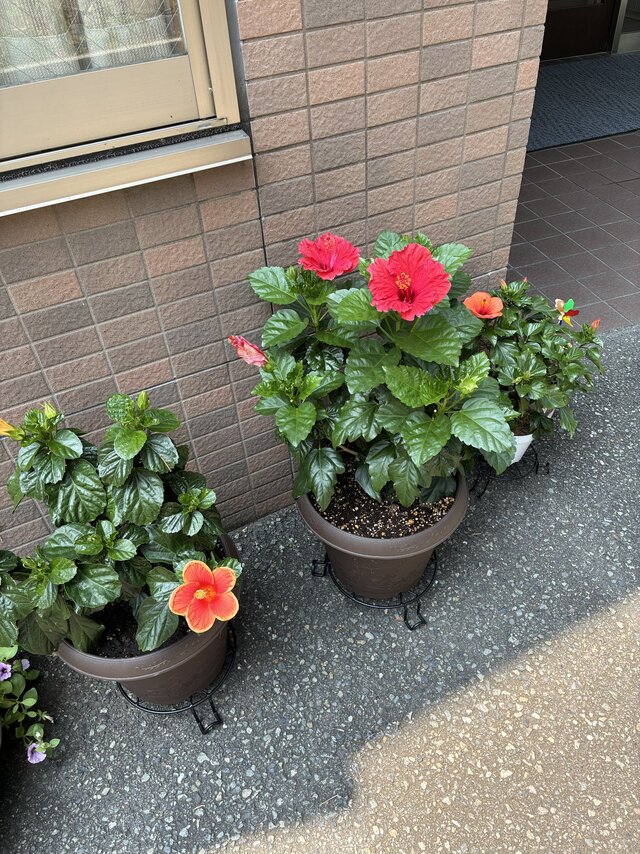<img src="画像ファイル名.jpg" alt="スーパーコート高石羽衣の建物の前に並んだ、赤やオレンジなど3種類の鉢植えハイビスカスの花">