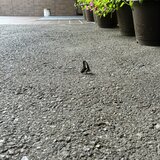 スーパーコート高石羽衣の玄関前で地面に止まり羽を休めるアオスジアゲハとピンクの花の鉢植え