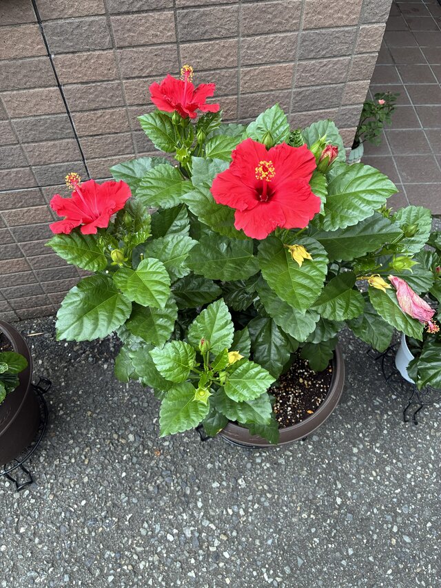alt="スーパーコート高石羽衣の玄関前に飾られた、鮮やかな赤色の花を咲かせる鉢植えのハイビスカス"