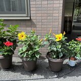スーパーコート高石羽衣の玄関前に並べられた、赤や黄色の花が咲く4つのハイビスカスの鉢植え