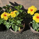 スーパーコート高石羽衣の玄関に置かれた、鉢植えの鮮やかな黄色いハイビスカスが複数、満開に咲き誇っている様子