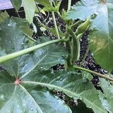 IMG_1581.jpeg