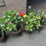 スーパーコート高石羽衣の玄関前に並ぶ、赤や黄色の鮮やかなハイビスカスの鉢植え