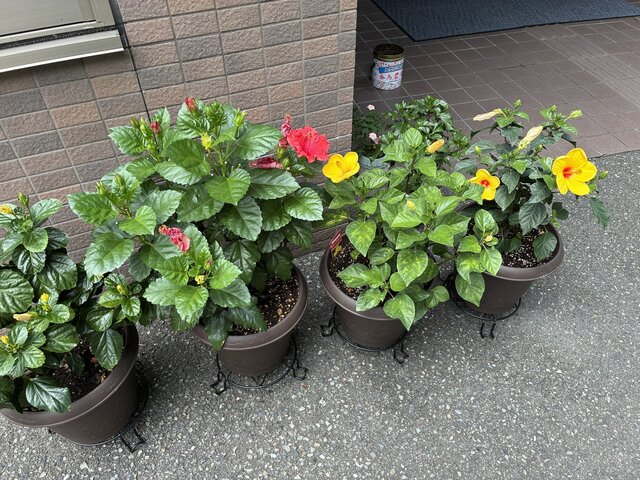 スーパーコート高石羽衣の玄関前に並ぶ、赤や黄色の鮮やかなハイビスカスの鉢植え