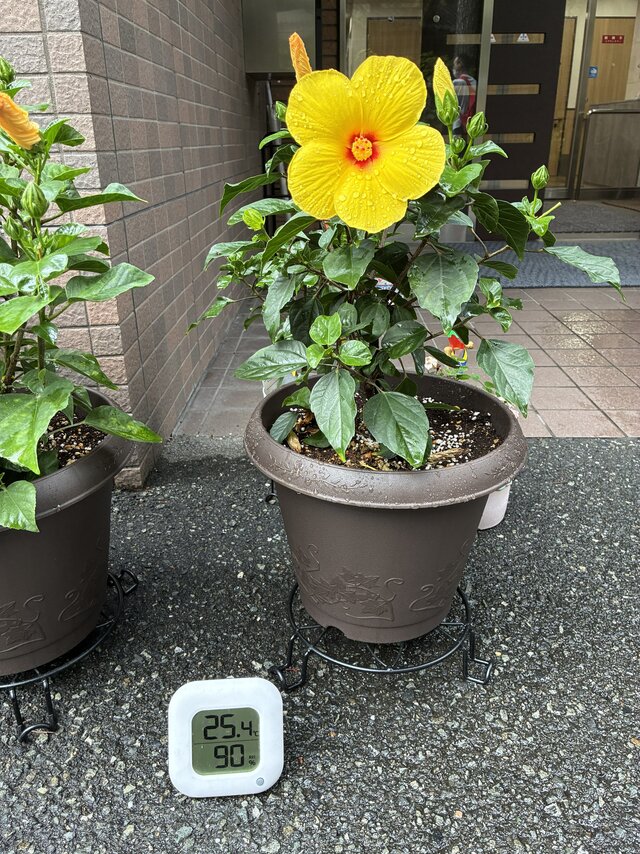 alt="スーパーコート高石羽衣の玄関前に飾られた、雨滴がついた鮮やかな黄色いハイビスカスの鉢植えと、気温25.4度・湿度90%を表示するデジタル温湿度計"