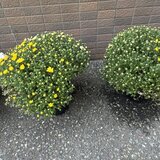 スーパーコート高石羽衣の玄関前に置かれた、黄色い花が咲き始めたガーデンマムの鉢植え2鉢