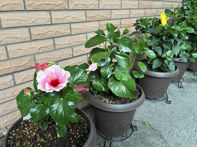 alt="建物の外壁沿いに一列に並べられたハイビスカスの鉢植えとピンクや黄色の花"