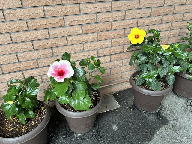 alt="スーパーコート高石羽衣の玄関前に並ぶ、ピンク色と黄色のお花を咲かせたハイビスカスの鉢植え"