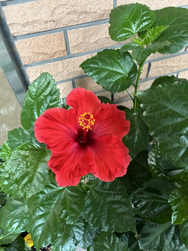 alt="鮮やかな赤色の大輪の花を咲かせたスーパーコート高石羽衣のハイビスカス"