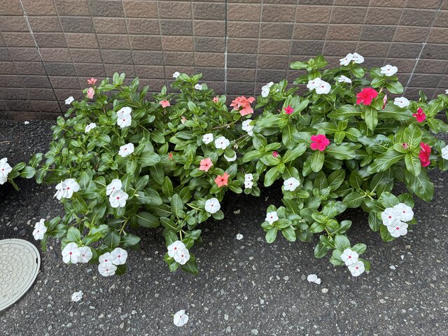 <img src="2026.9.24日日草.jpg" alt="スーパーコート高石羽衣の敷地内に咲く白・ピンク・赤紫の鮮やかな日日草（ニチニチソウ）" />