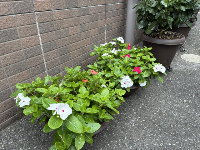 alt="スーパーコート高石羽衣の玄関前に飾られた、白やピンクの鮮やかな日日草（ニチニチソウ）の鉢植え"