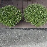 スーパーコート高石羽衣の玄関前に飾られた、たくさんの蕾がついた緑豊かなガーデンマムの鉢植え2鉢