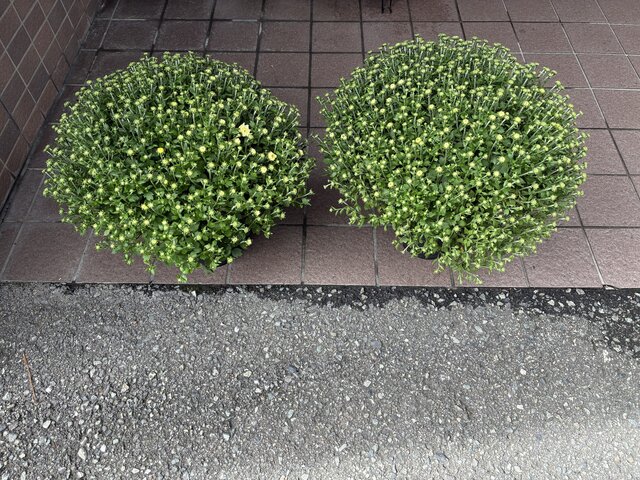 スーパーコート高石羽衣の玄関前に飾られた、たくさんの蕾がついた緑豊かなガーデンマムの鉢植え2鉢