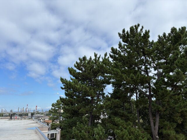 alt="スーパーコート高石羽衣の屋上から見える青空、大きな松の木々と遠くに広がる工場地帯の景色"