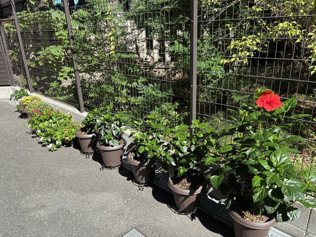alt="スーパーコート高石羽衣のフェンス沿いに並ぶ鉢植え。手前には鮮やかな赤いハイビスカス、奥にはピンクの日日草や黄色のガーデンマムが日差しを浴びて咲いている様子"