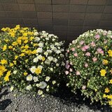 スーパーコート高石羽衣の玄関前に置かれた、黄色・白・ピンクの花が華やかに咲き誇るガーデンマムの鉢植え2鉢