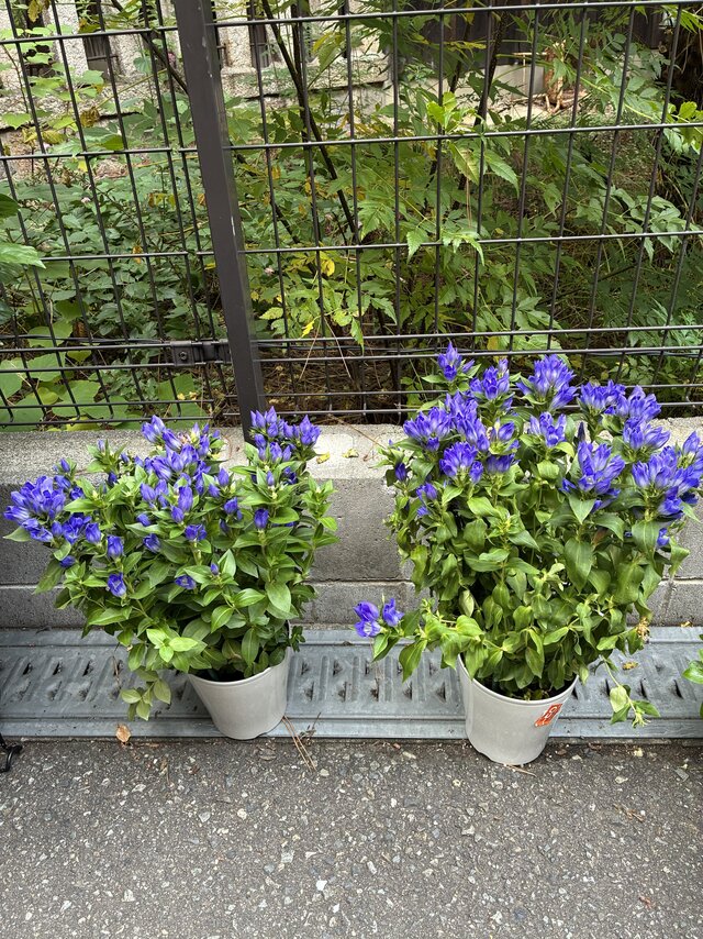alt="スーパー・コート高石羽衣の玄関前に並べられた、鮮やかな青紫色の花を咲かせる2鉢のりんどう"