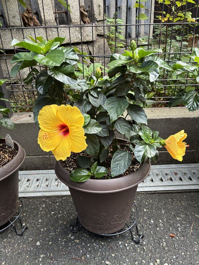alt="スーパー・コート高石羽衣の玄関先に置かれた鉢植えで、鮮やかに開花した大輪の黄色いハイビスカスと上部に実る複数の蕾"