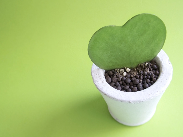 ターミナルケアの内容