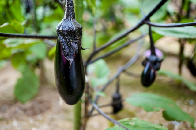 園芸療法とは？得られる健康効果とやり方・受けられる施設を紹介